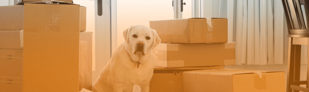 Moving Company in Pretoria – Reliable Movers and Furniture Removals on Movers Magnet